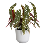 jazz round 14cm silky white